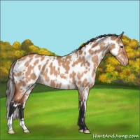 Horse Color:White Spotted Bay Dun Appaloosa 