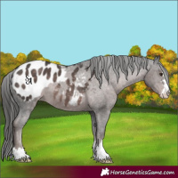 Horse Color:Platinum Liver Chestnut Appaloosa 