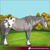 Horse Color:Platinum Brown Blanket 
