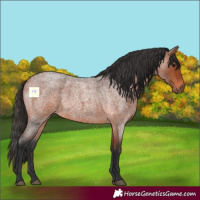 Horse Color:Bay Roan 
