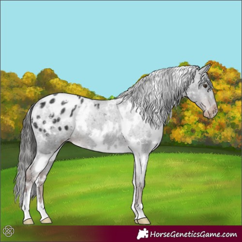 Horse Color:White Spotted Liver Chestnut Varnish 