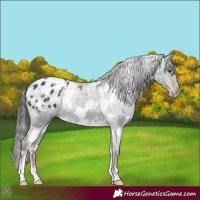 Horse Color:White Spotted Liver Chestnut Varnish 
