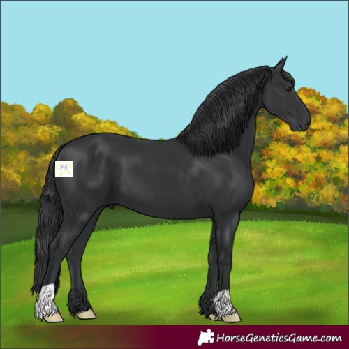 Horse Color:Black 