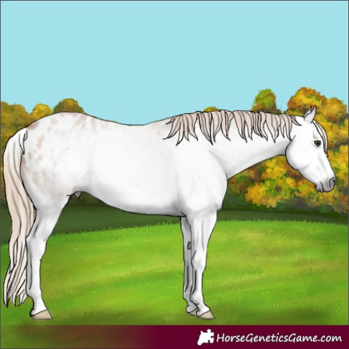 Horse Color:Gray Red Roan Splash Appaloosa 