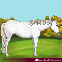 Horse Color:Gray Red Roan Splash Appaloosa 