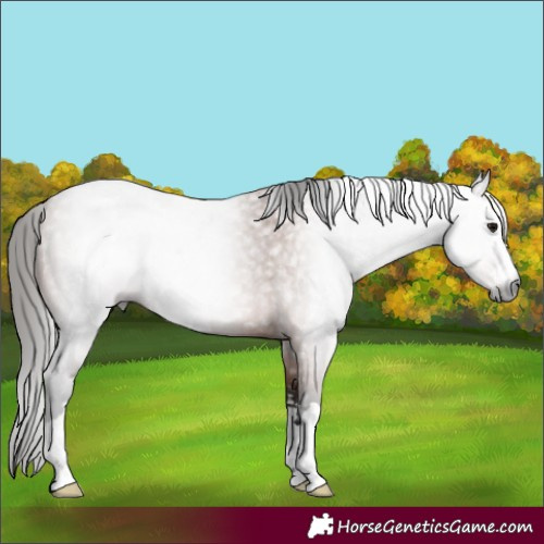 Horse Color:Gray Bay Roan 