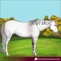 Horse Color:Gray Bay Roan