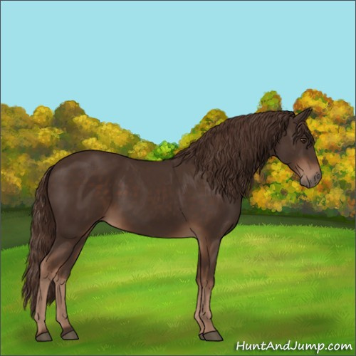 Horse Color:Liver Chestnut