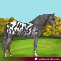 Horse Color:Liver Chestnut Near Leopard 