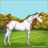 Horse Color:Bay Splash Frame 