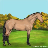 Horse Color:Bay Dun 