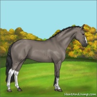 Horse Color:Grullo 