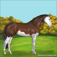 Horse Color:Liver Chestnut Splash 