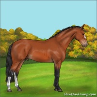 Horse Color:Bay 