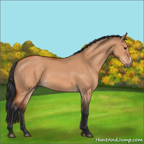Horse Color:Bay Dun 