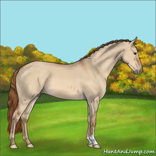 Horse Color:Red Dun 