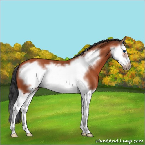 Horse Color:Bay Roan Splash Frame 