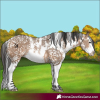 Horse Color:Brown Dun Sabino Splash Rabicano 