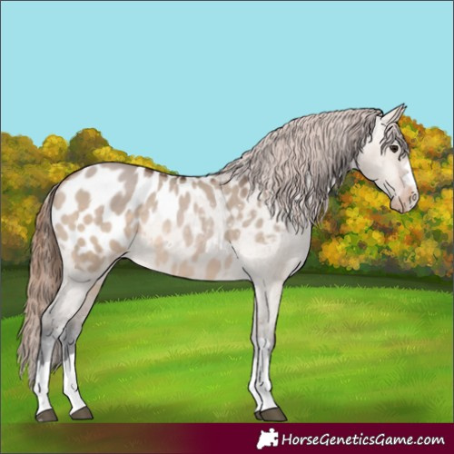 Horse Color:Bay Dun Appaloosa
