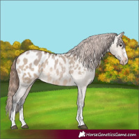 Horse Color:Bay Dun Appaloosa 