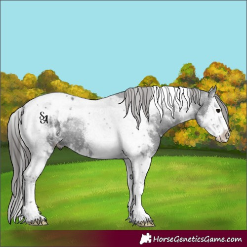 Horse Color:Black Splash Tobiano Blanket 