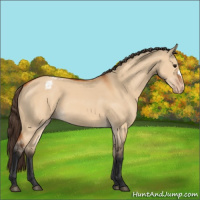 Horse Color:Bay Dun Appaloosa 