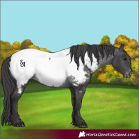 Horse Color:Platinum Buckskin Appaloosa 