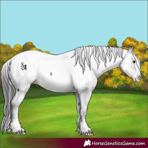 Horse Color:Platinum Brown Appaloosa Rabicano 