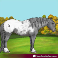 Horse Color:Platinum Brown Appaloosa 