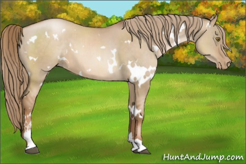 Horse Color:White Spotted Liver Red Dun Pearl Sabino 