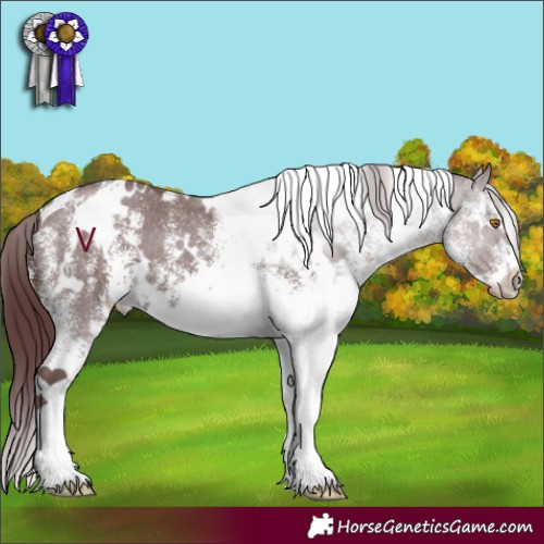 Horse Color:White Spotted Chocolate Black 