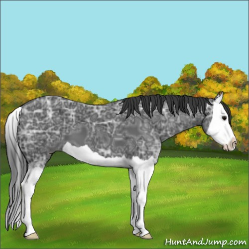 Horse Color:Black Ice Splash