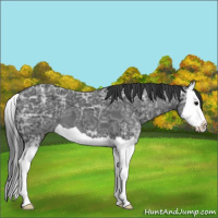 Horse Color:Black Ice Splash 