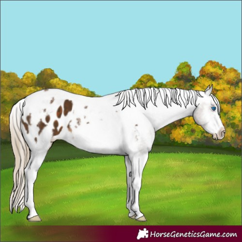 Horse Color:Chocolate Palomino Tobiano Frame Blanket 