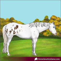 Horse Color:Chocolate Palomino Tobiano Frame Blanket 