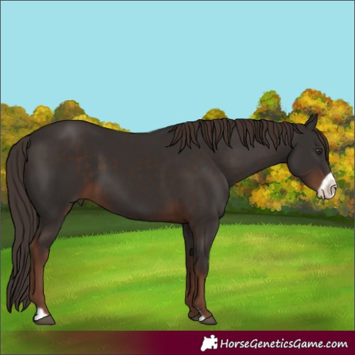 Horse Color:Liver Chestnut Frame 