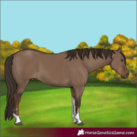 Horse Color:Liver Red Dun Sabino Tobiano 