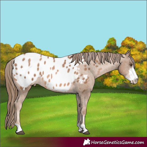 Horse Color:Liver Chestnut Pearl Sabino Appaloosa Rabicano 