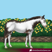 Horse Color:Liver Chestnut Sabino Frame