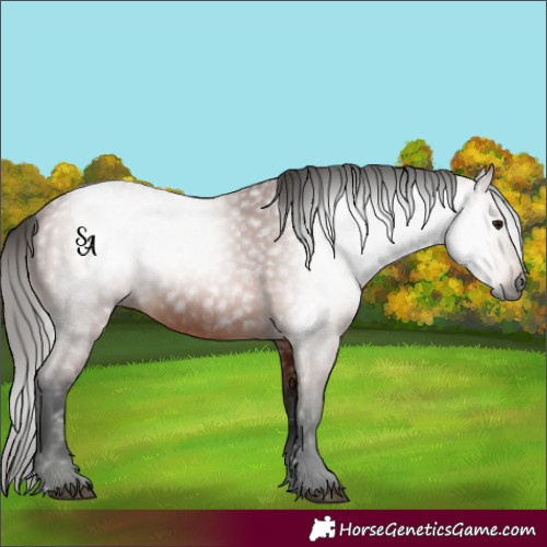 Horse Color:Gray Bay 