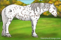 Horse Color:Silver Black Tobiano Frame Appaloosa