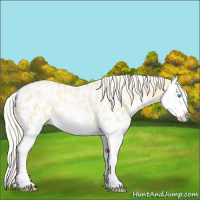 Horse Color:Palomino Pearl Splash Appaloosa