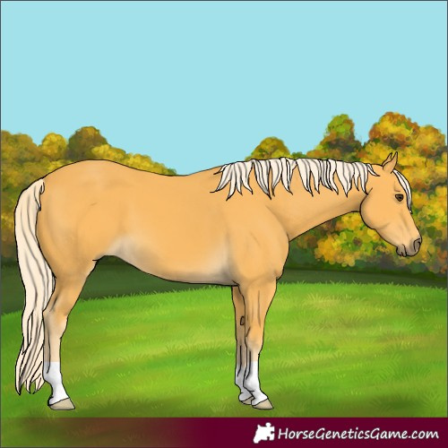 Horse Color:Palomino 