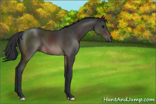 Horse Color:Brown 
