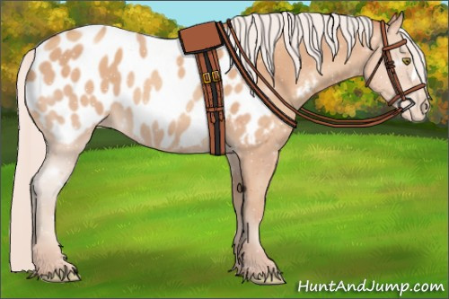 Horse Color:Silver Amber Champagne Appaloosa 