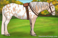 Horse Color:Silver Amber Champagne Appaloosa 