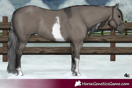Horse Color:Grullo Tobiano Rabicano