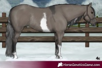 Horse Color:Grullo Tobiano Rabicano 