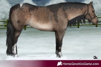 Horse Color:Brown Dun Tobiano 