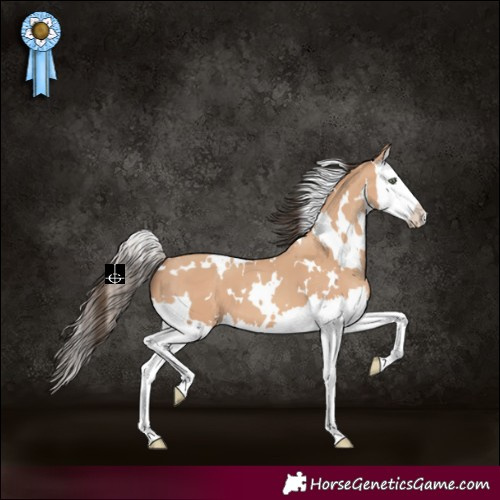 Horse Color:White Spotted Amber Champagne Splash 